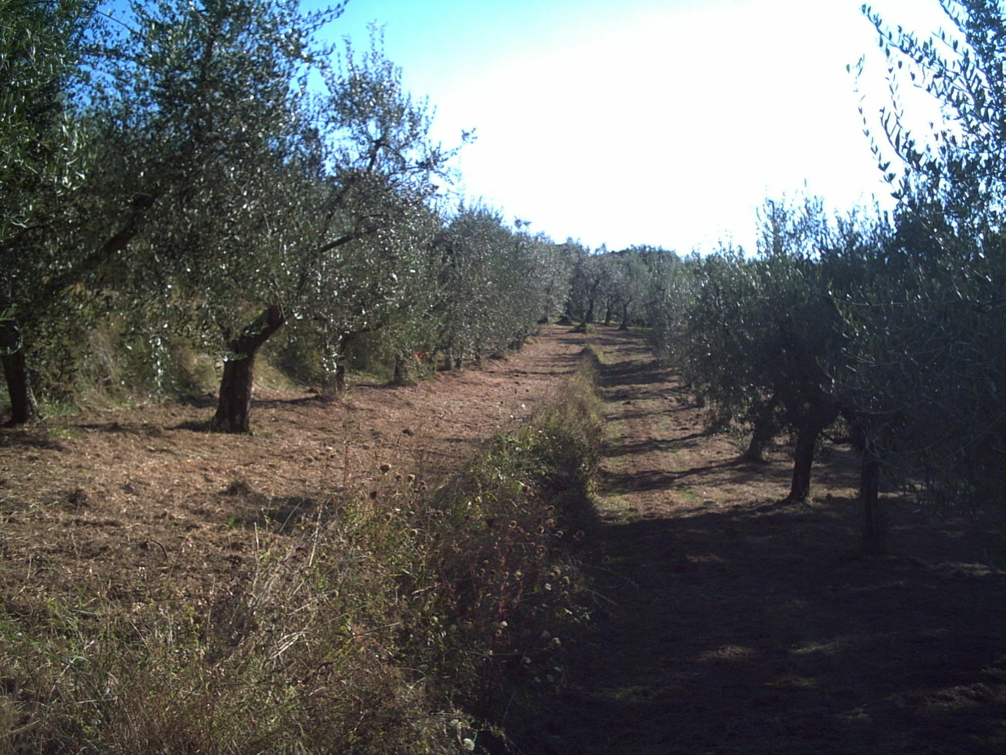 Podere Campofossato Pistoia Dış mekan fotoğraf